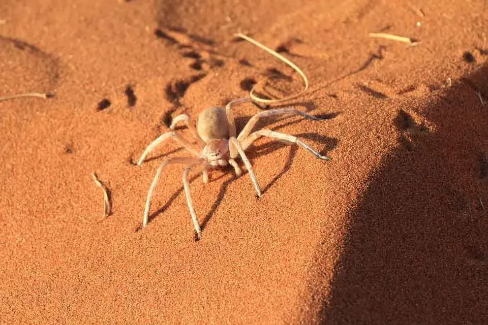 The Six Eyed Sand Spider is one of the deadliest spiders.