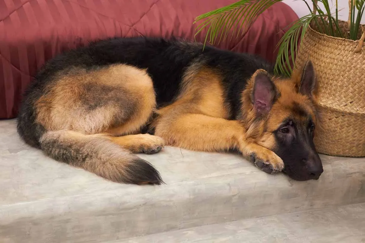King Shepherd puppy can suffer from some health issues.