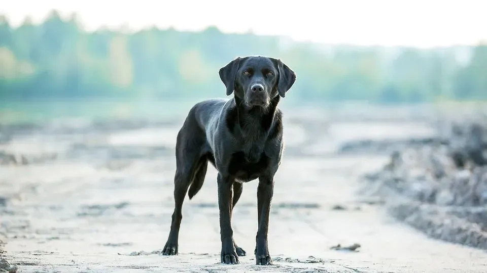 A Black Lab Great Dane mix is the perfect companion for your children.