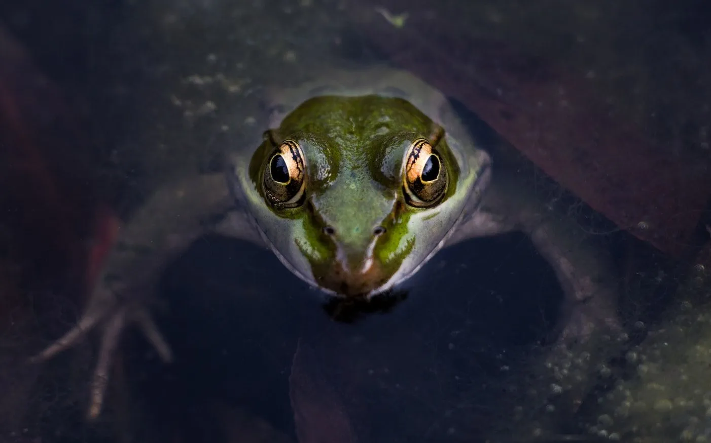 Goliath frogs are found near fast flowing rivers and waterfalls.