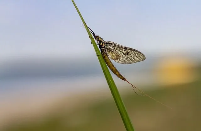 Mayflies (of the order Ephemeroptera) in their subimago forms molt again before becoming adults which is unique to mayflies as insects.
