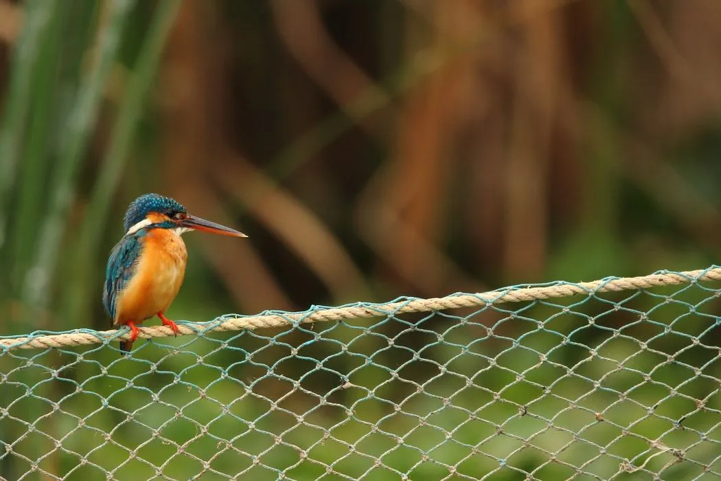 Enjoy our list of interesting kingfisher facts.