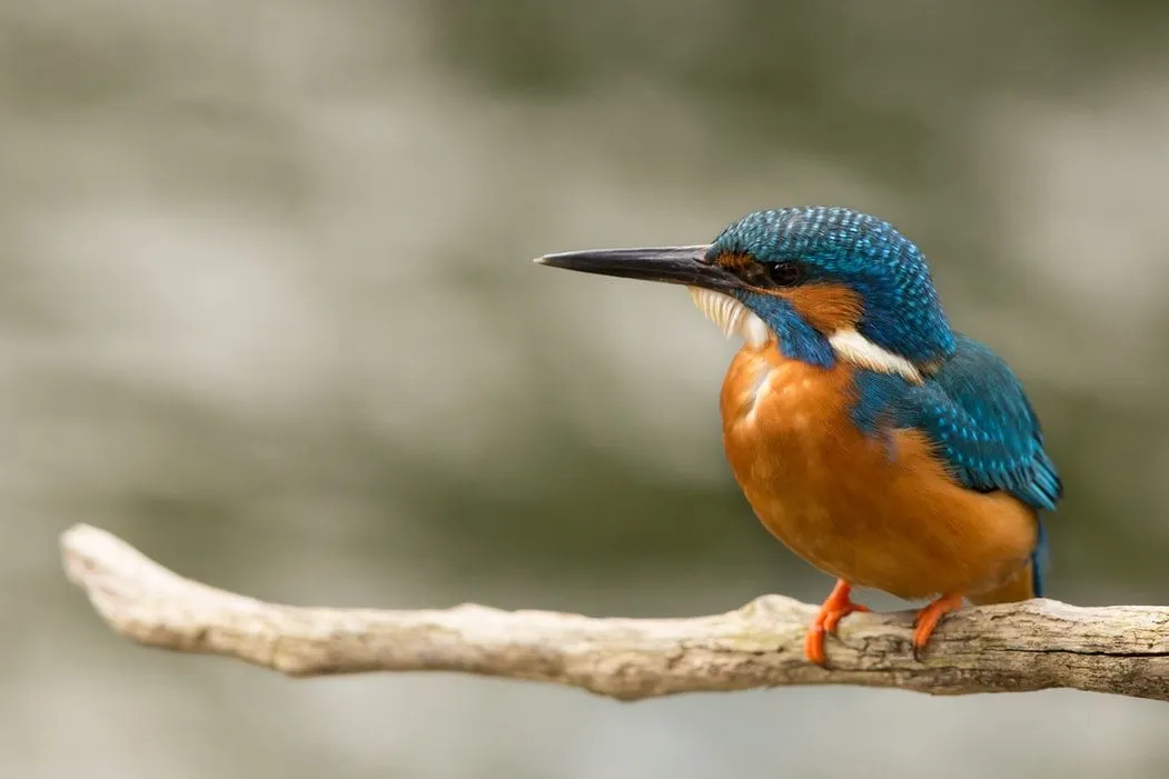 Common kingfisher is a European species.
