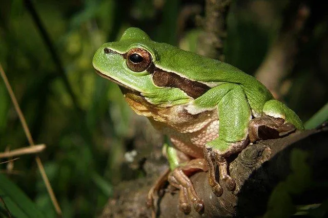 A green tree frog fact is that they have claw-like endings on their feet.