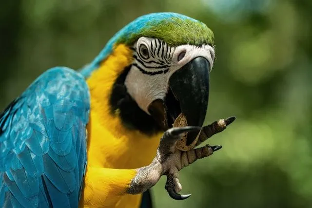 Blue And Yellow Macaw Facts