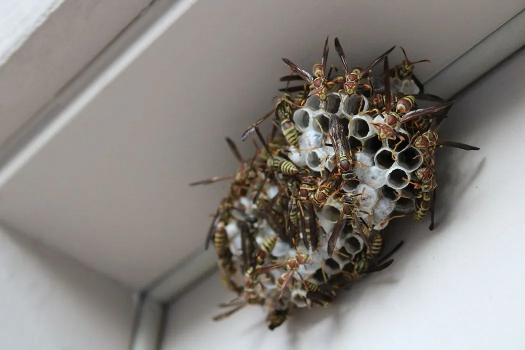 Paper wasps feed on different types of insects and larvae.
