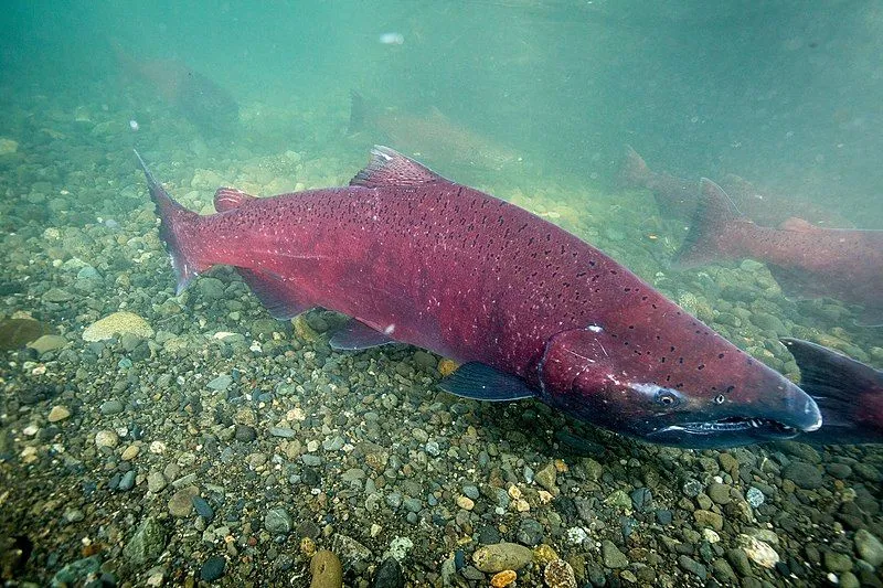 Pacific salmon change appearance during breeding.