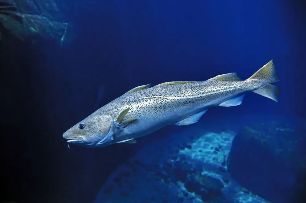 An adult Atlantic cod has dark speckles.