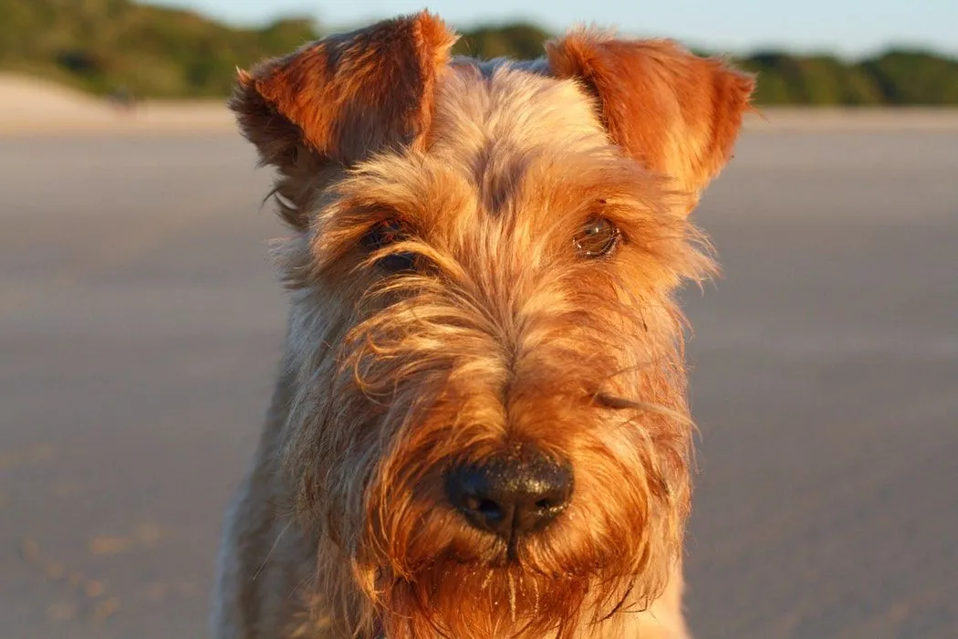Lakelands are midsize dogs of the terrier breeds who are affectionate and friendly dogs.
