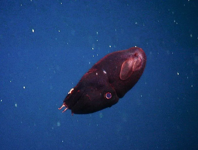 Vampire Squid Facts You’ll Never Forget