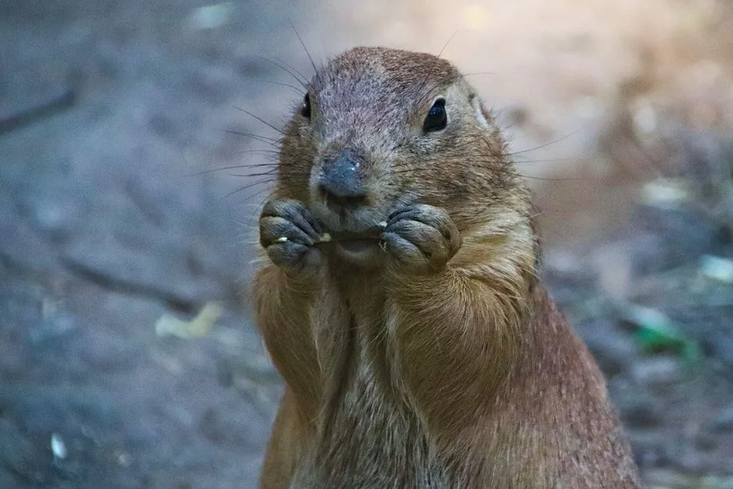 do prairie dogs smell