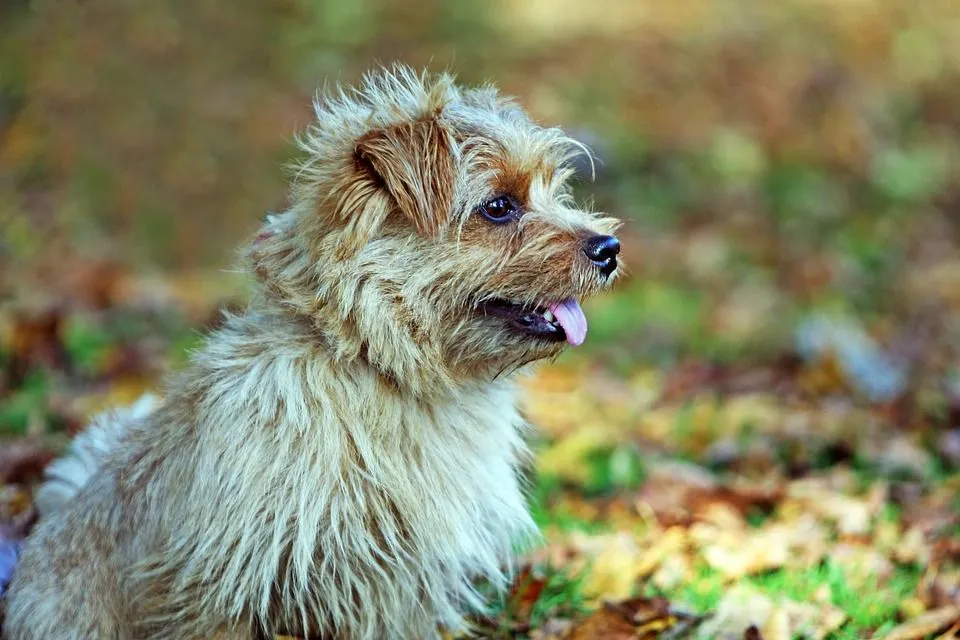 Read these Norfolk terrier facts if you wish to have one.