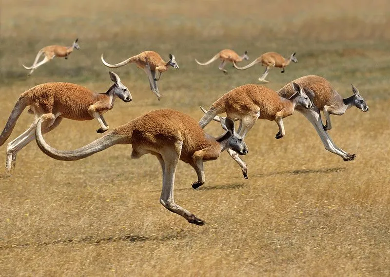 Red Kangaroo Facts You'll Never