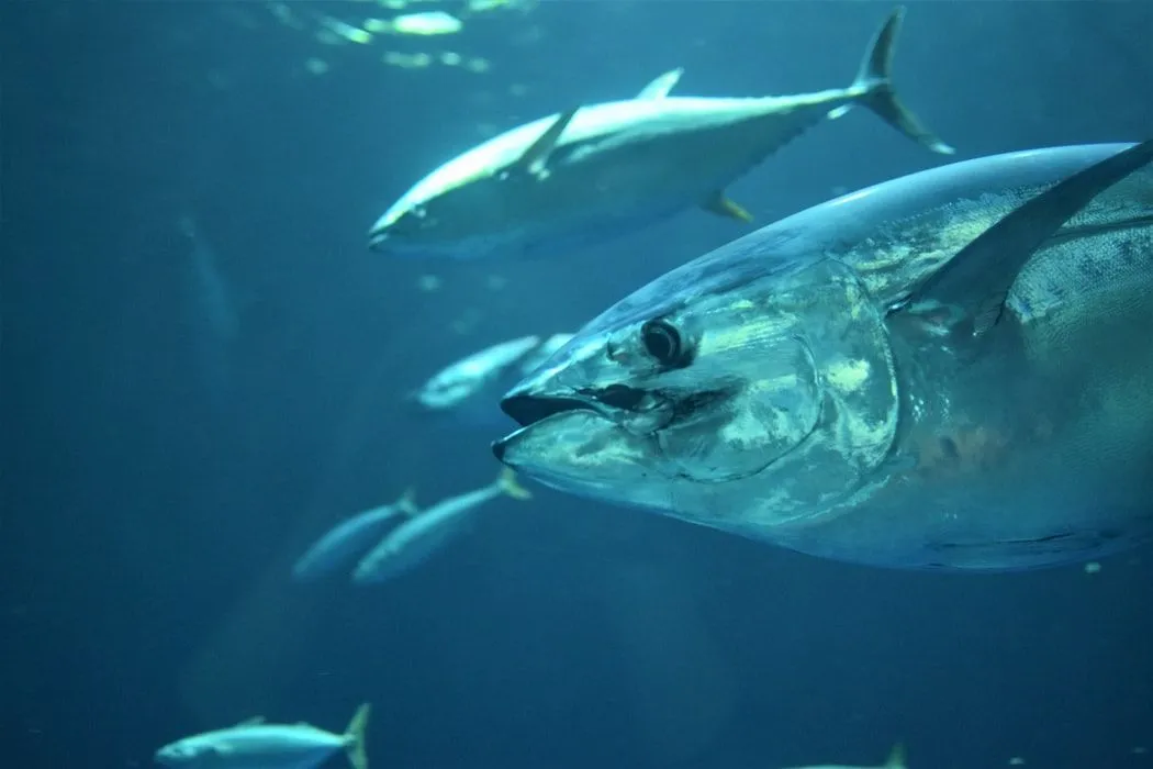Bonito fish have many colorations and are related to the tuna species.