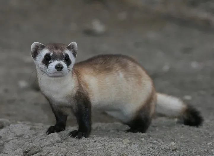 Black-footed Ferret facts are interesting as well as educational.