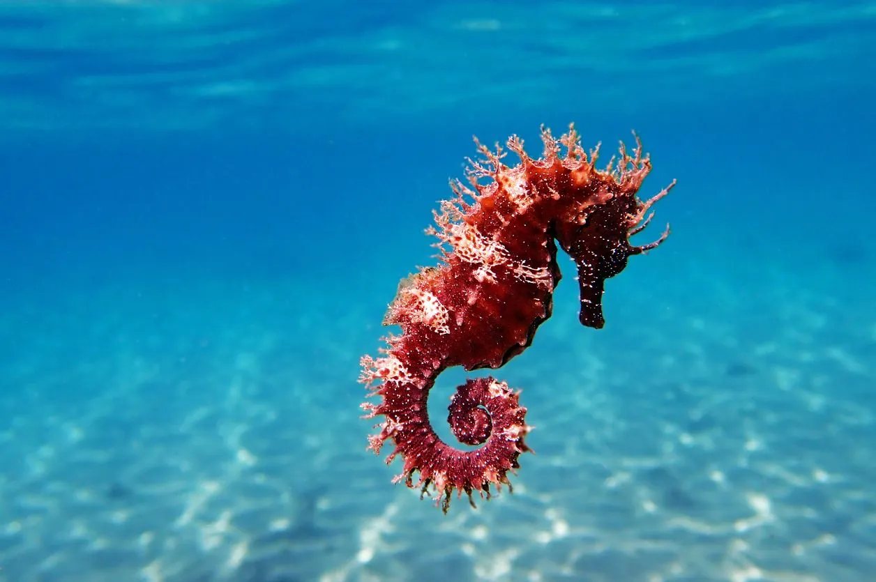 The Seahorse 15 Facts You Won T Believe