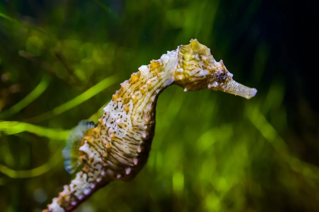 Seahorses are one of the most beautiful marine creatures.