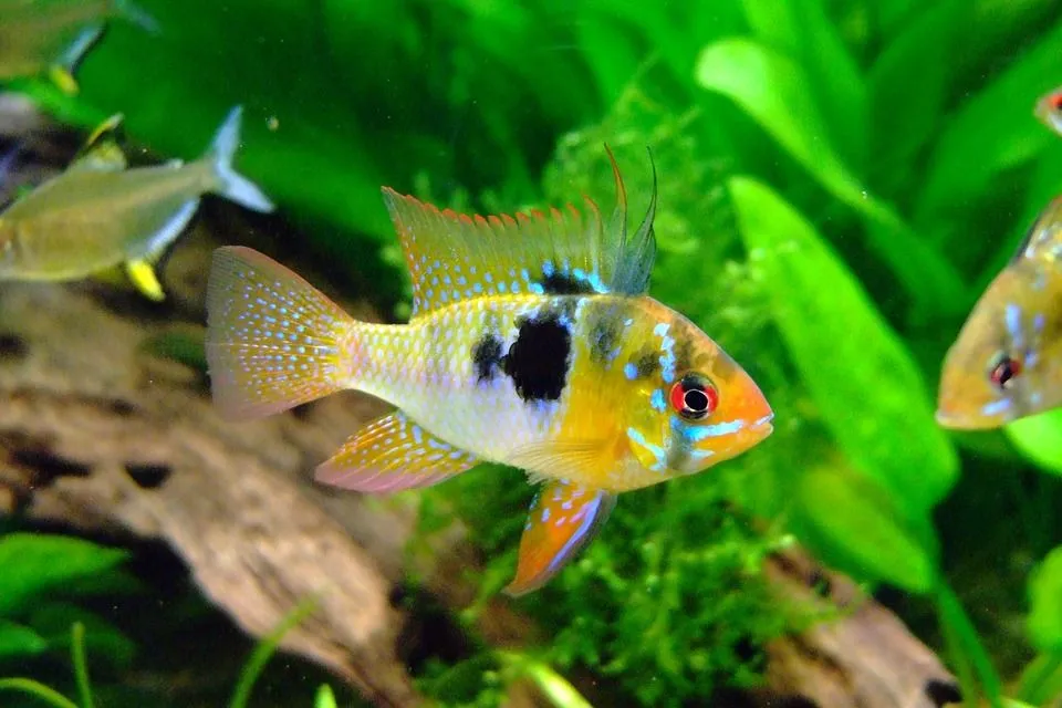 It is a fact that male and female cichlids need to be monitored together in an aquarium.