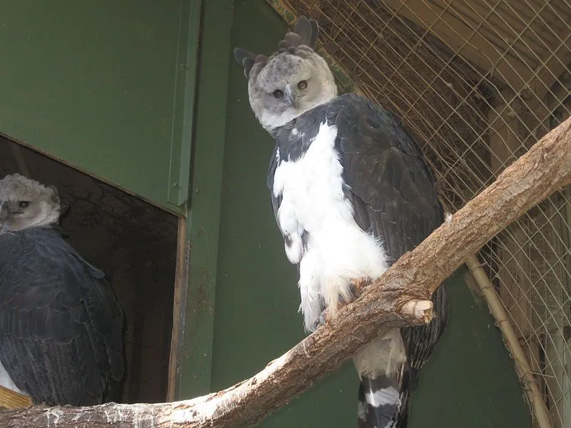 The harpy eagle is a striking bird.