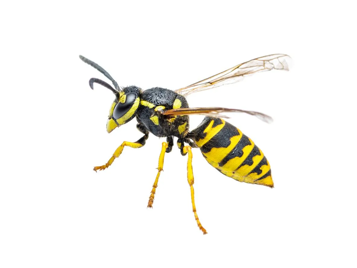 Fun Yellow Jacket Wasp Facts For Kids