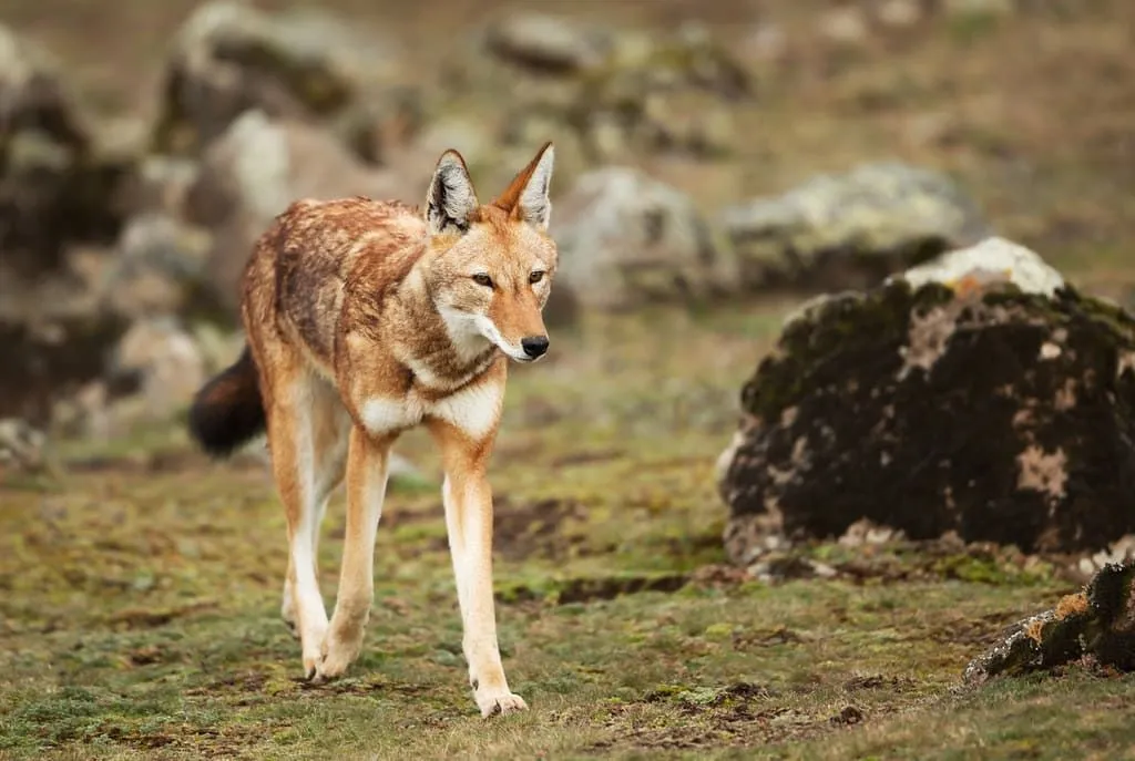 Fang-tastic Facts About The Ethiopian Wolf For Kids