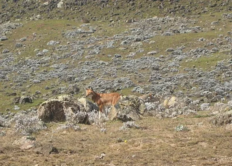 A Ethiopian Wolf is rusty red and brown in color with a pale or white underfur
