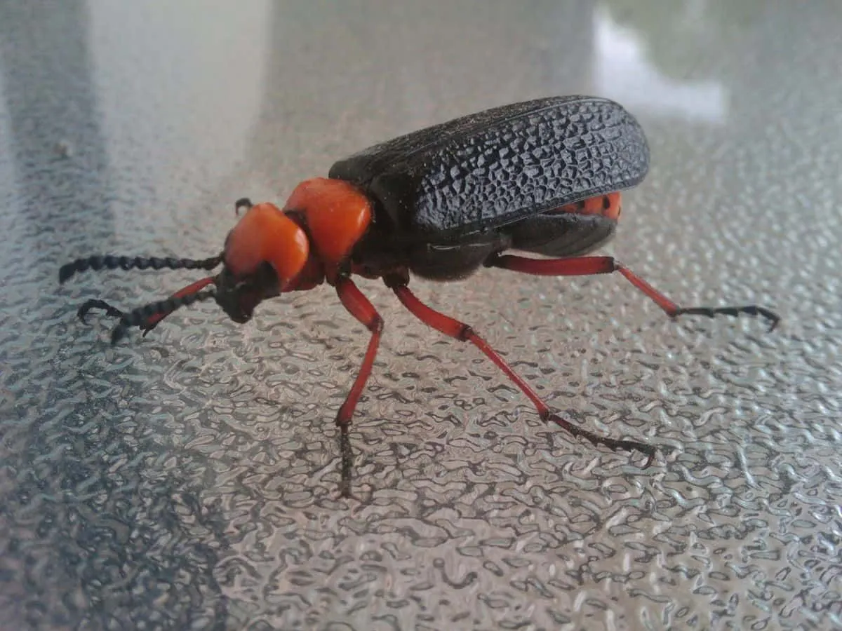 A blister beetle looks like a grasshopper