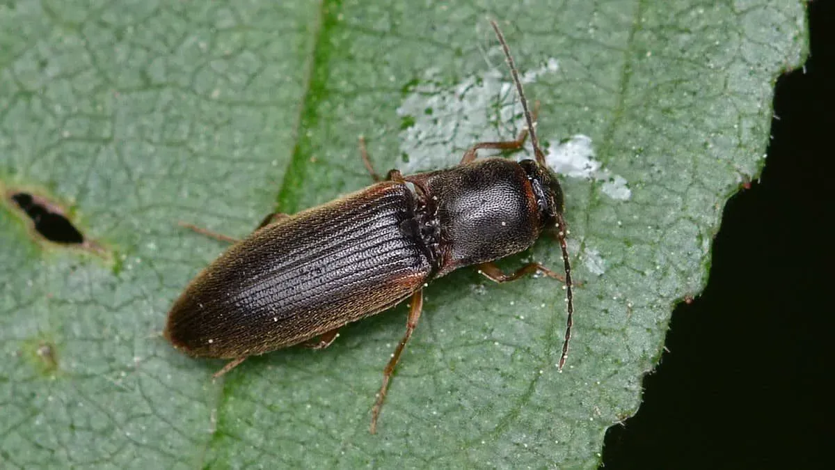 Click beetles can be gross to look at if you're not a fan of bugs