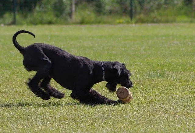 A giant schnauzer dog can run at speed of 28 miles per hour