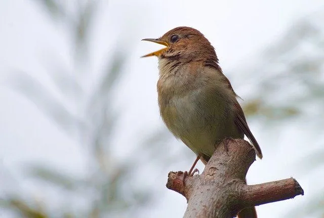 A common nightingale has a long tail