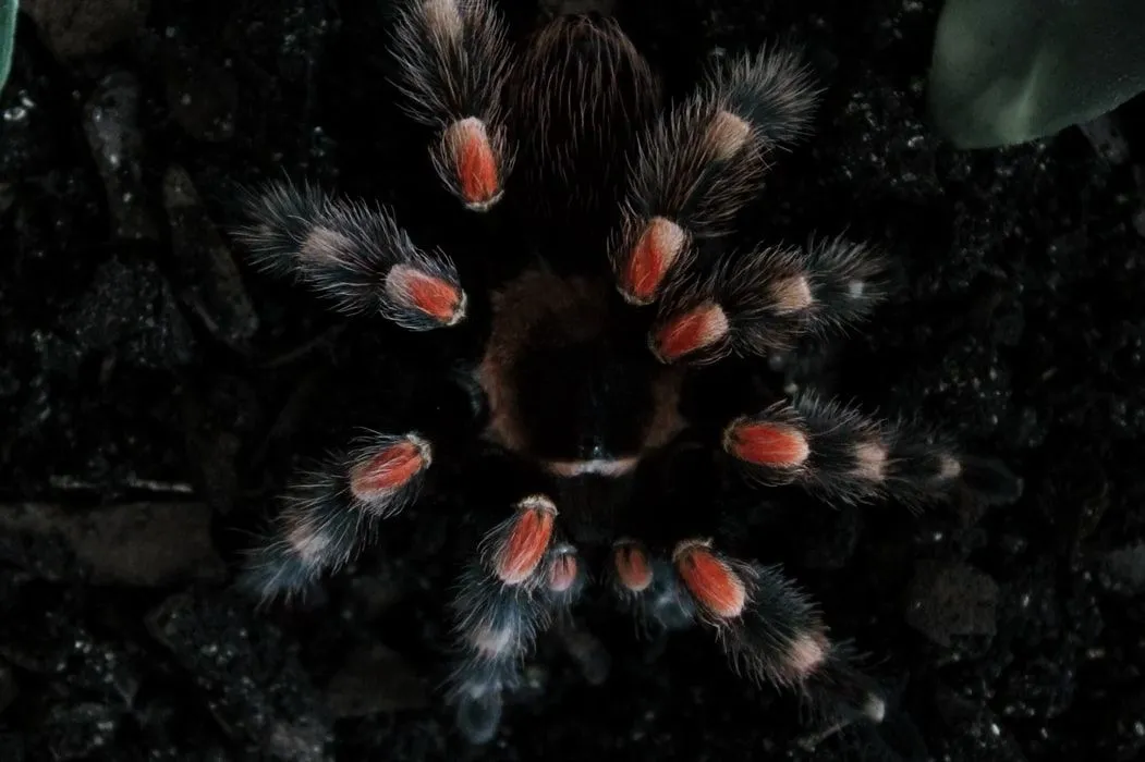 A Mexican Red-Knee tarantula has eight legs.