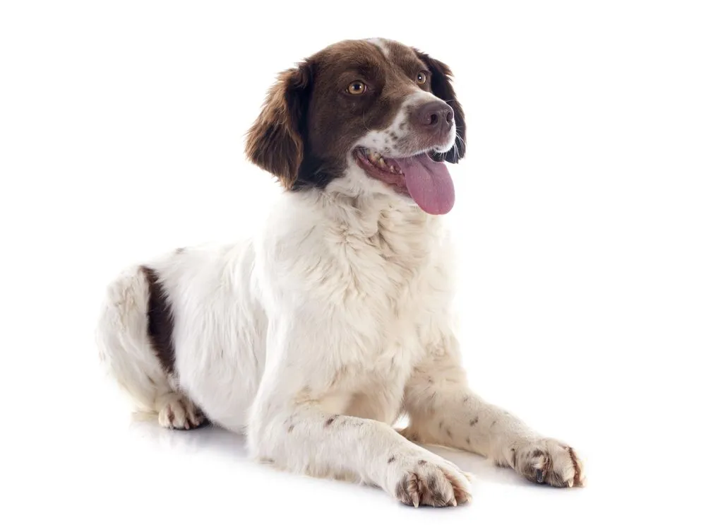 A French Brittany is a medium-sized dog.