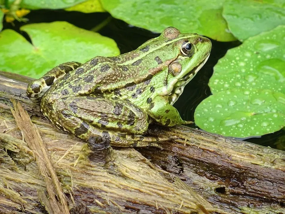 A common frog lives in fresh water and is olive green or brown in color.