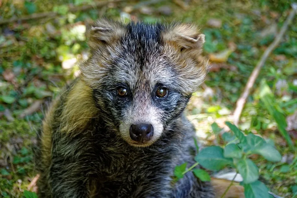 Raccoon dog facts help to learn about a new animal.