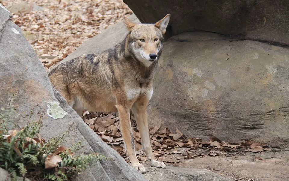 Fun Eastern Red Wolf Facts For Kids