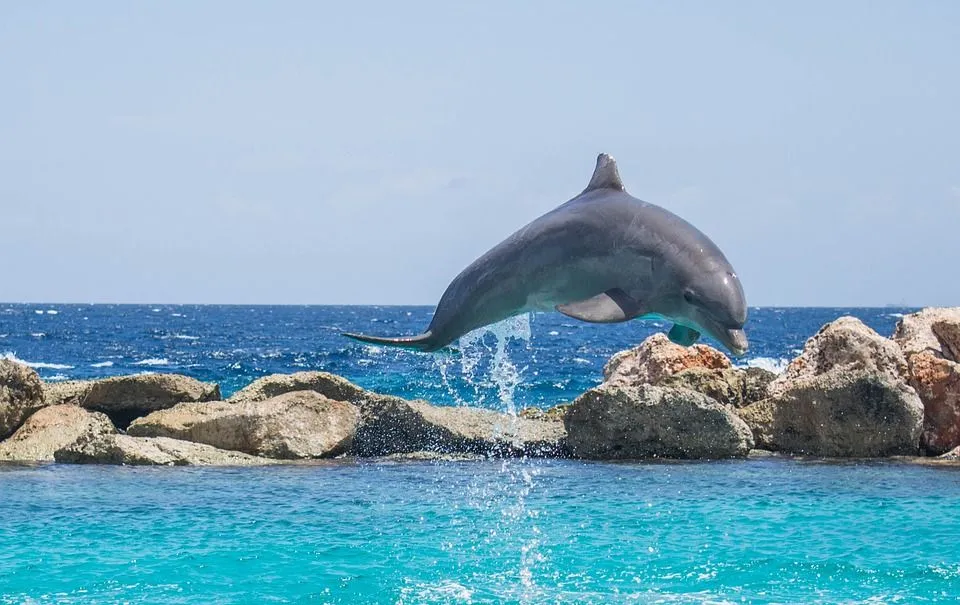 Dolphins love to dive and are very social animals that love to put on a good show for humans when in a natural setting.