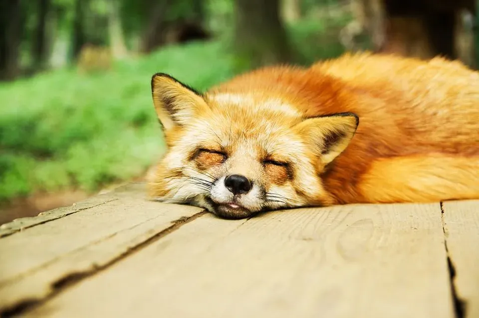 Whiskers on the legs and face of foxes assist them in navigating.