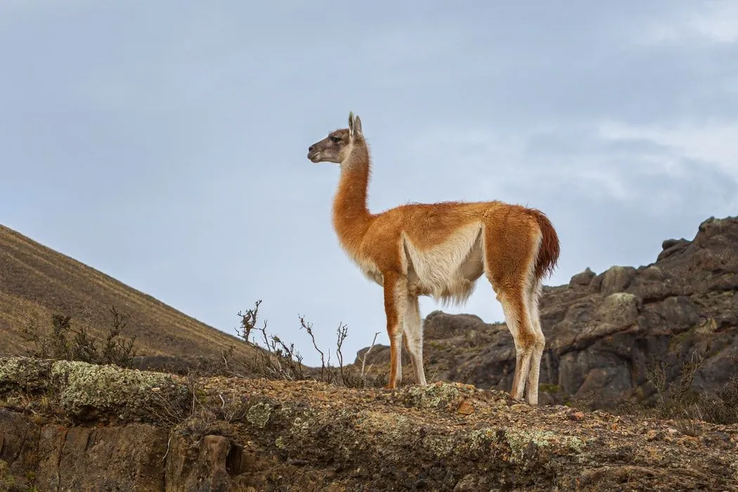 Guanaco facts are educational.