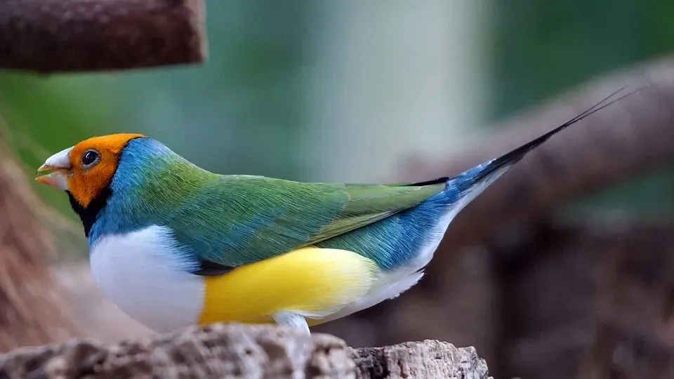 A Gouldian finch has striking colors all over its body.