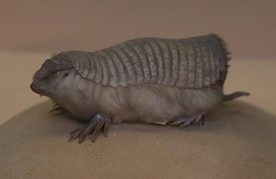 Pink fairy armadillos are poached for trade on the black market.