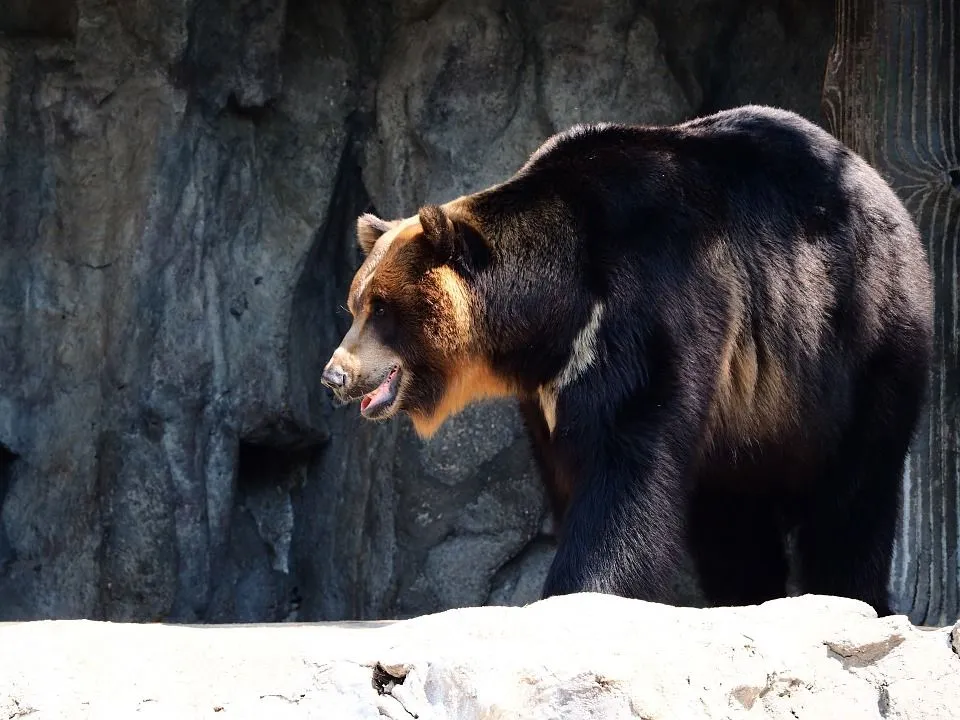 Asiatic black bear facts are really interesting for anyone.