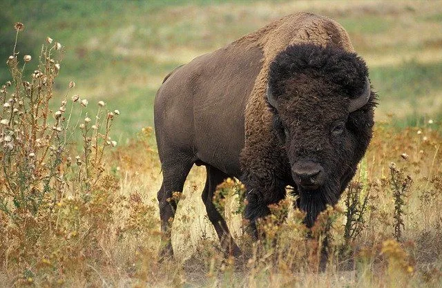 Buffalos are one of the largest animals found in the United States and Africa