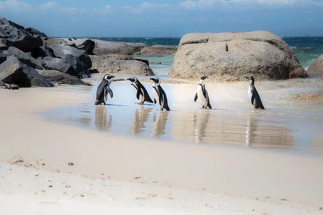 African penguins feature a characteristic black stripe, making them distinguishable