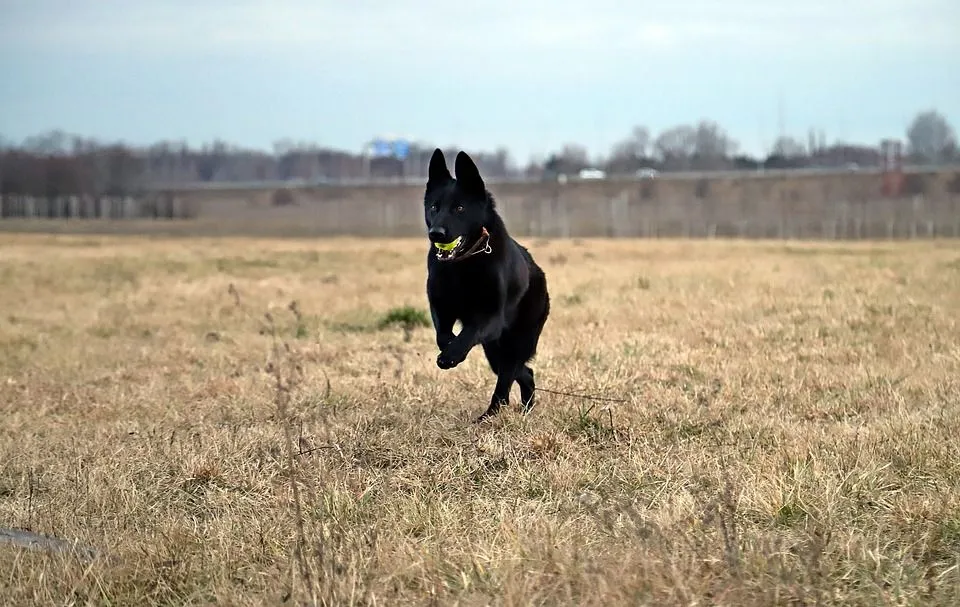 Black German shepherd facts are fun to read.