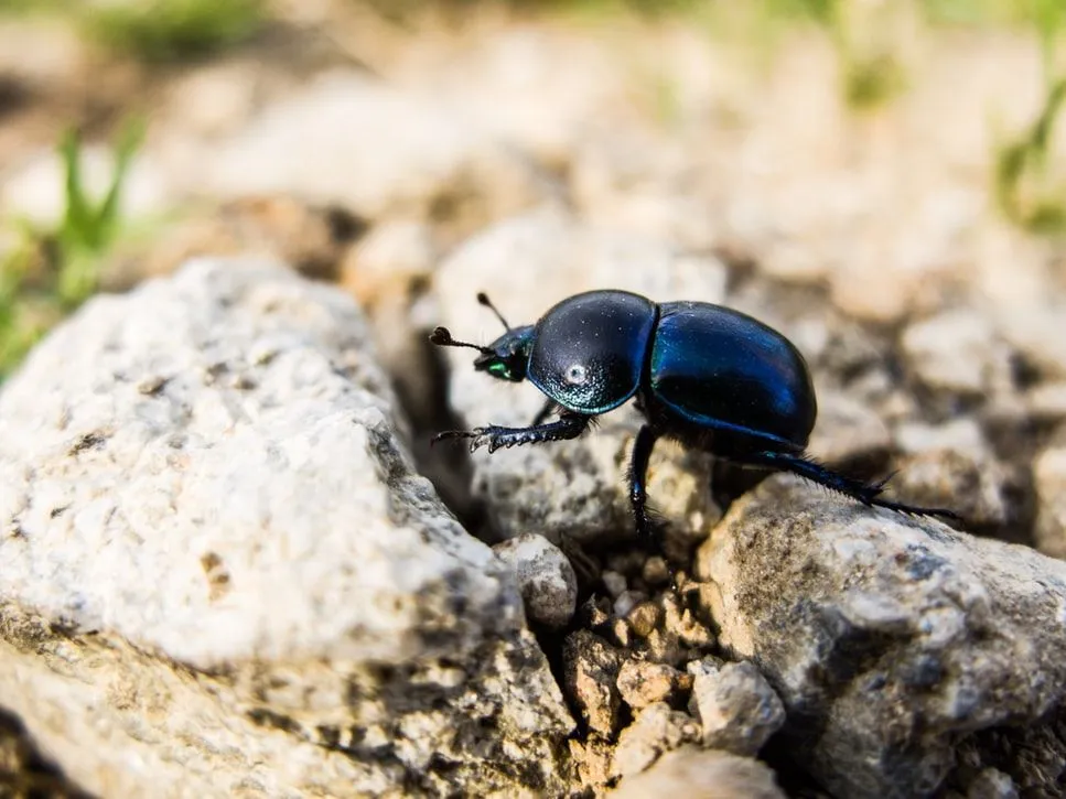 Facts and information about dung beetles are interesting!
