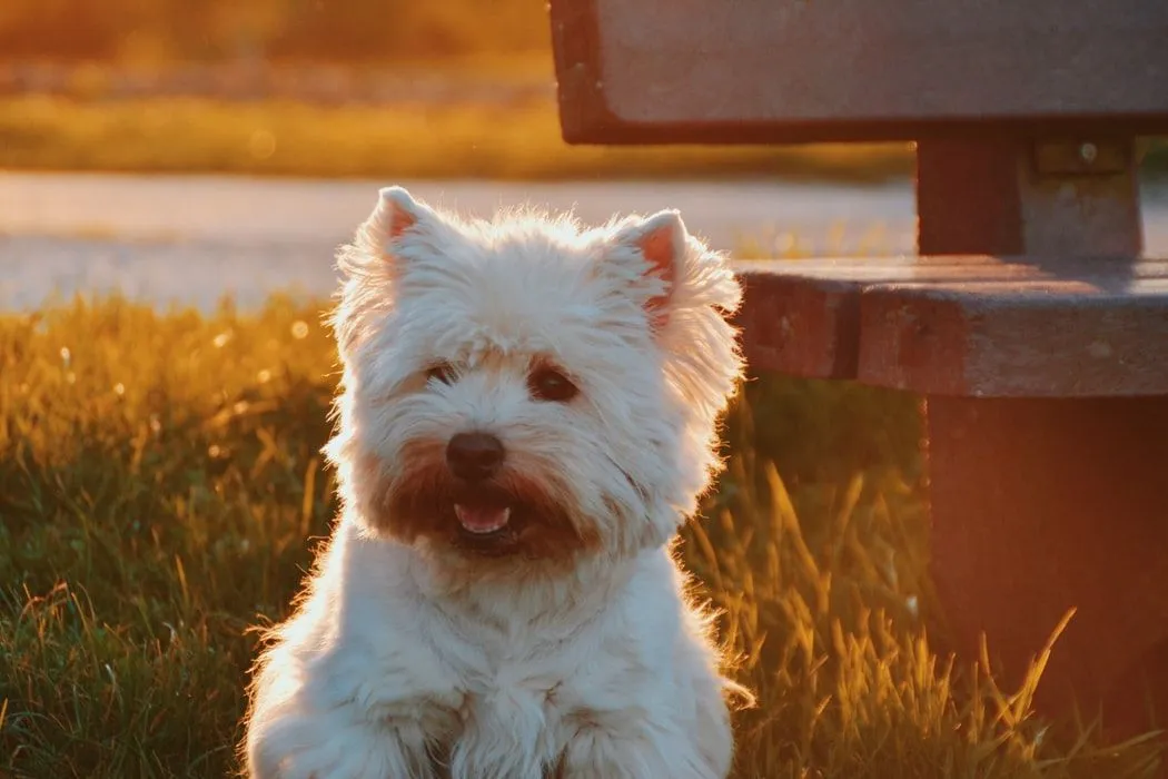 Cairn terrier information and facts are educational!