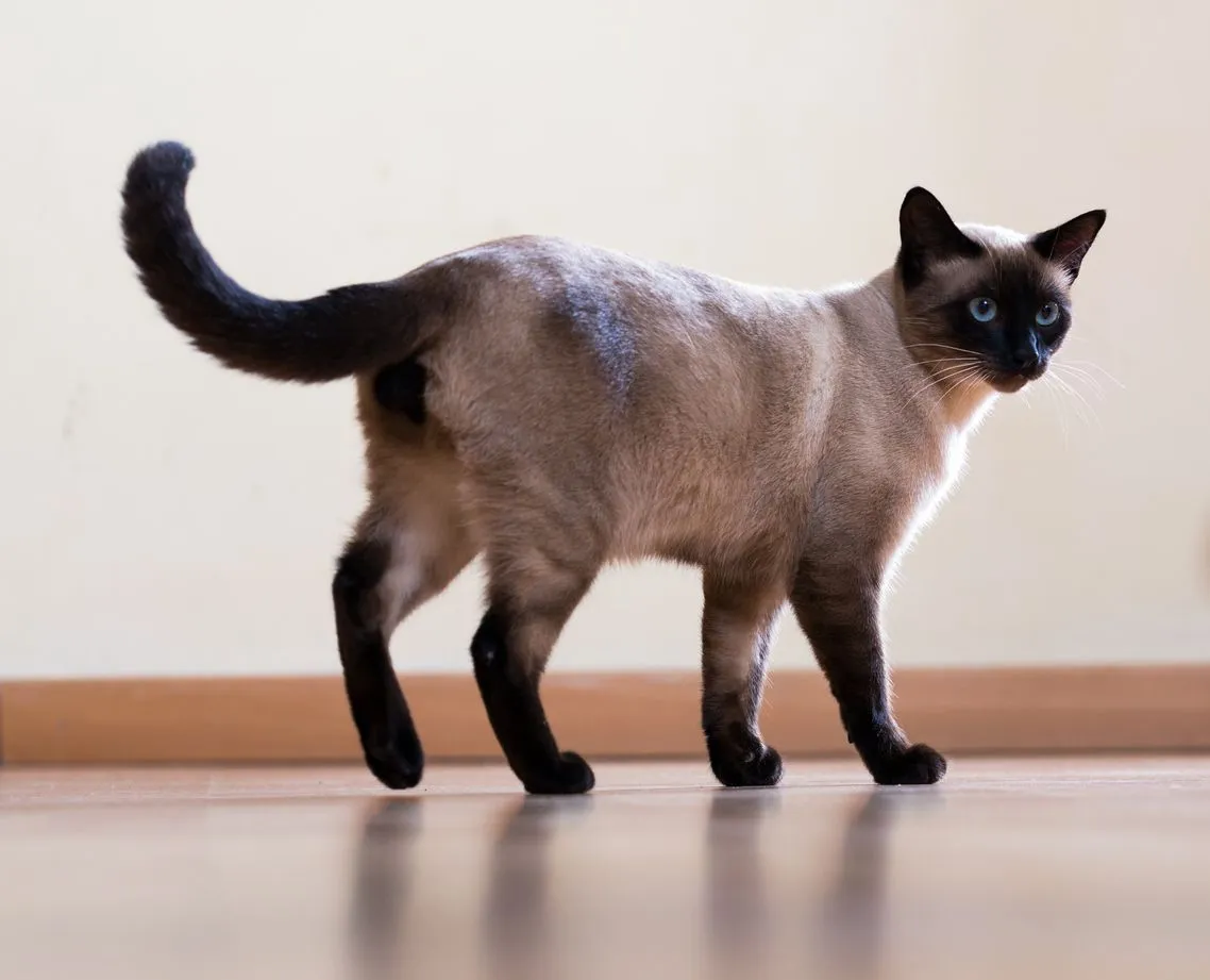 11 Expensive Cat Breeds That Could Cost You More Than A Mortgage Cat Breeds Cats Fancy Cats