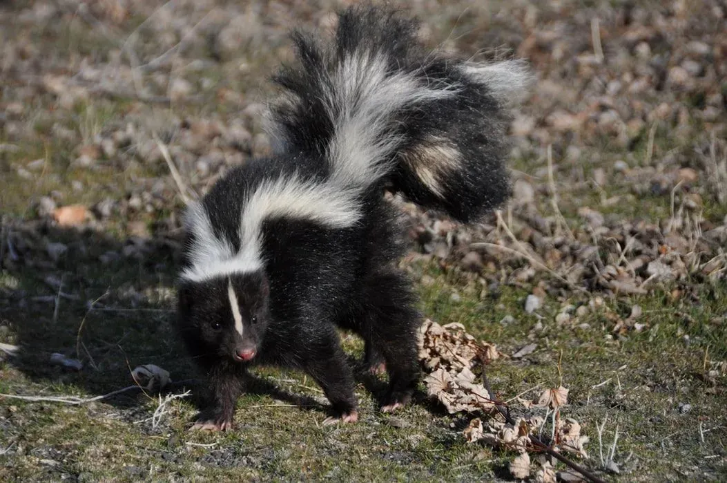 Striped Skunk facts are fun to learn.