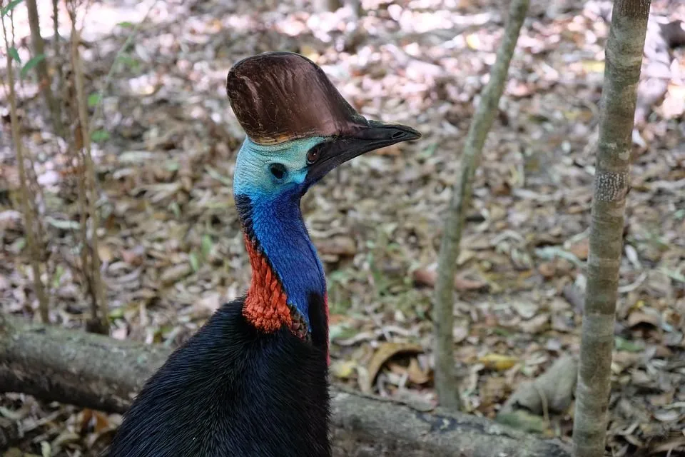 The cassowary has a blue face with a casque-like 'helmet' on its head.