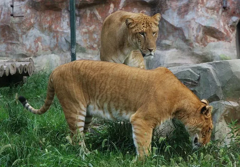 Lions and tigers are kept in captivity in order to conserve their respective species and this overlap gives rise to a union that then results in a liger.
